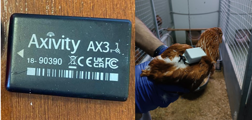 Biologgers used in the studies with chickens. Image: IUCA-Unizar