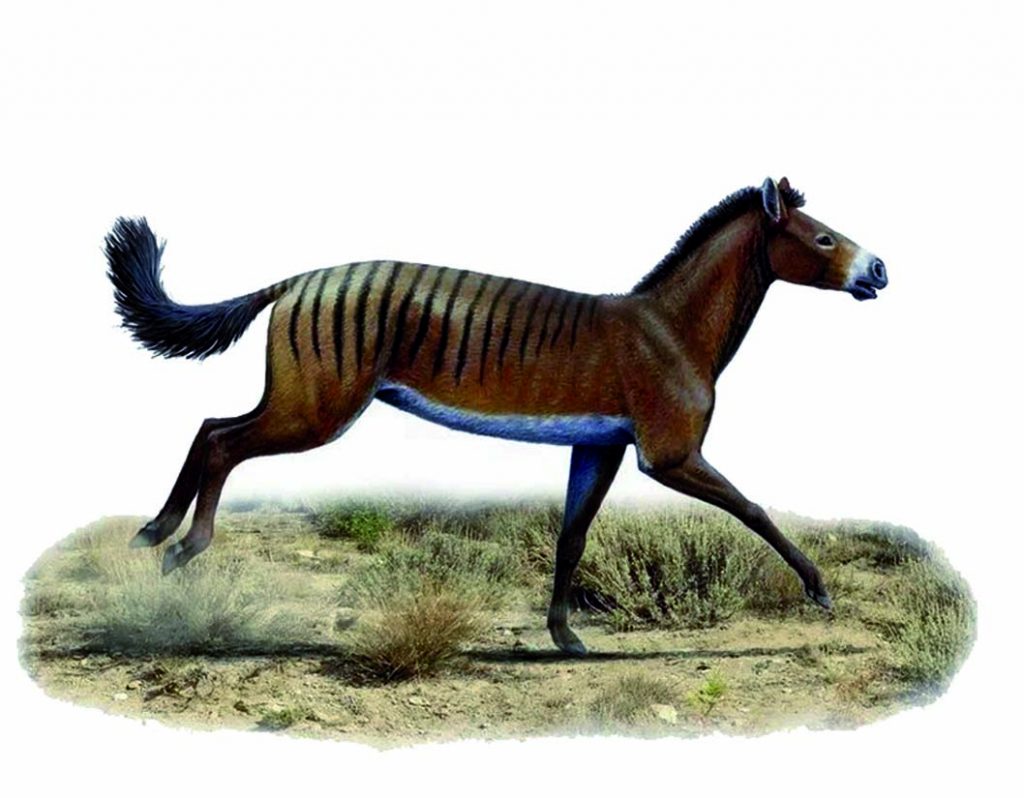 Life reconstruction of Anchitherium (Illustration by Mauricio Antón).